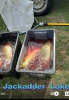 Carp 1.jpg